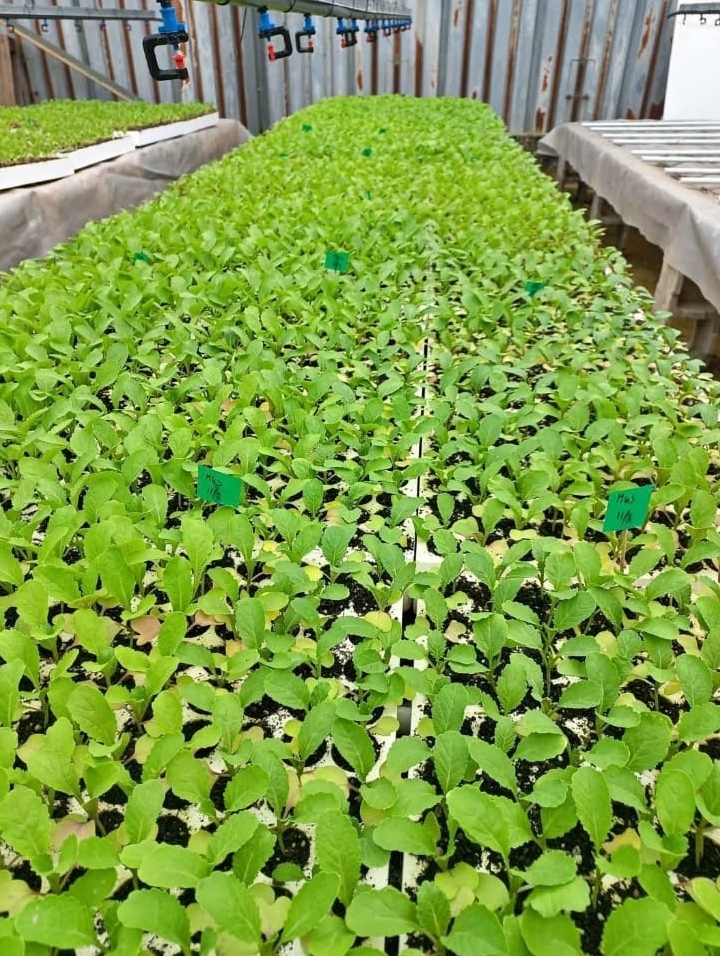 Magic Garden Services outdoor project
