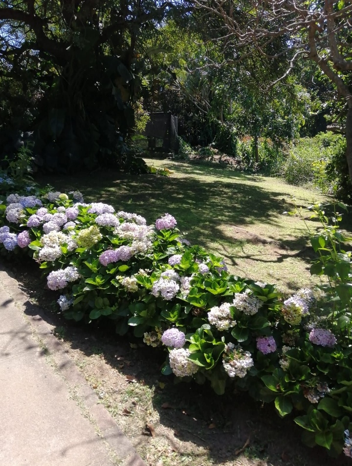 Magic Garden Services garden project